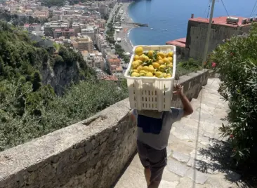 A person carries a large crate of lemons on their head while walking down a steep stone path overlooking the sea, capturing the charm of an Amalfi Coast lemon tasting tour amid terraced hills and a picturesque coastal town below.