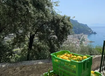 Crates filled with bright yellow lemons sit on a stone path beneath a tree, overlooking a coastal town and blue sea—a perfect scene from a guided lemon path tour on a sunny day.