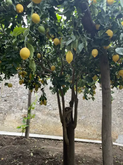 A lemon tree with many ripe, yellow lemons hanging from its branches stands in a garden along the Maiori to Minori walk, with soil at the base and a stone wall in the background.